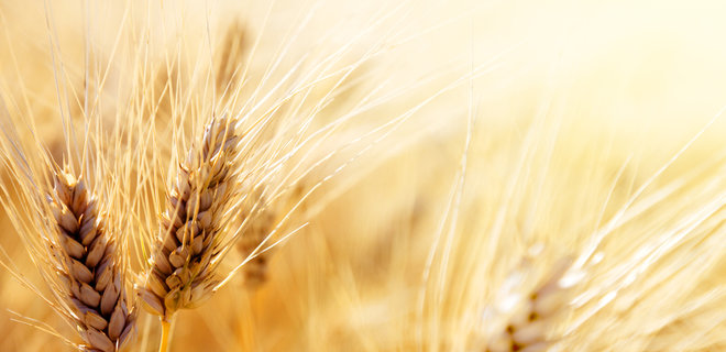 Урожай зерновых в Украине достиг исторического рекорда - Фото