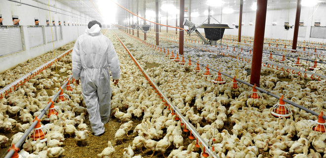 Саудовская Аравия стала основным покупателем украинской курятины - Фото