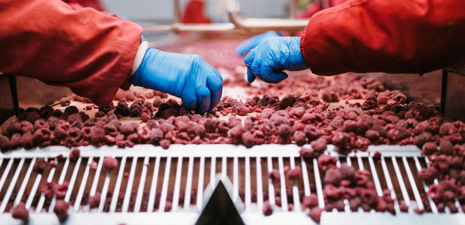 В Украине может сократиться производство малины - Фото