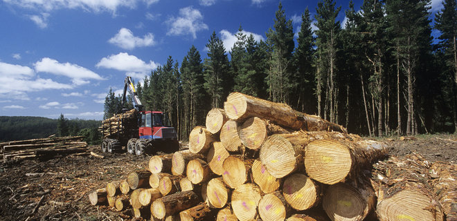 В офисе Зеленского хотят пересмотреть мораторий на экспорт леса - Фото