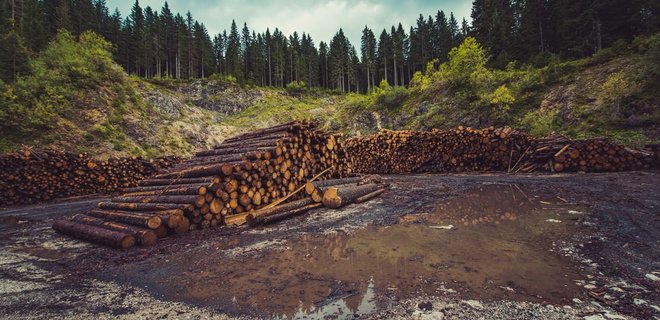 Зеленский обязал Кабмин ввести электронный учет древесины - Фото