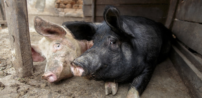 Чума свиней. Беларусь ограничивает ввоз свинины из Украины - Фото