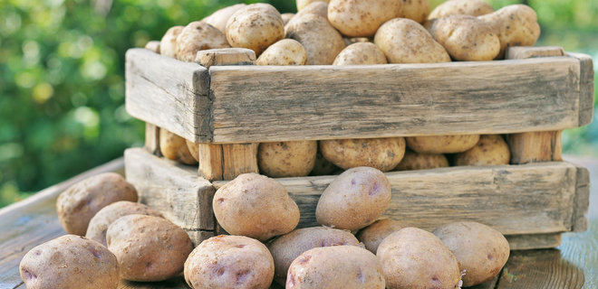 Импорт картофеля в Украину в пять раз превысил экспорт - Фото