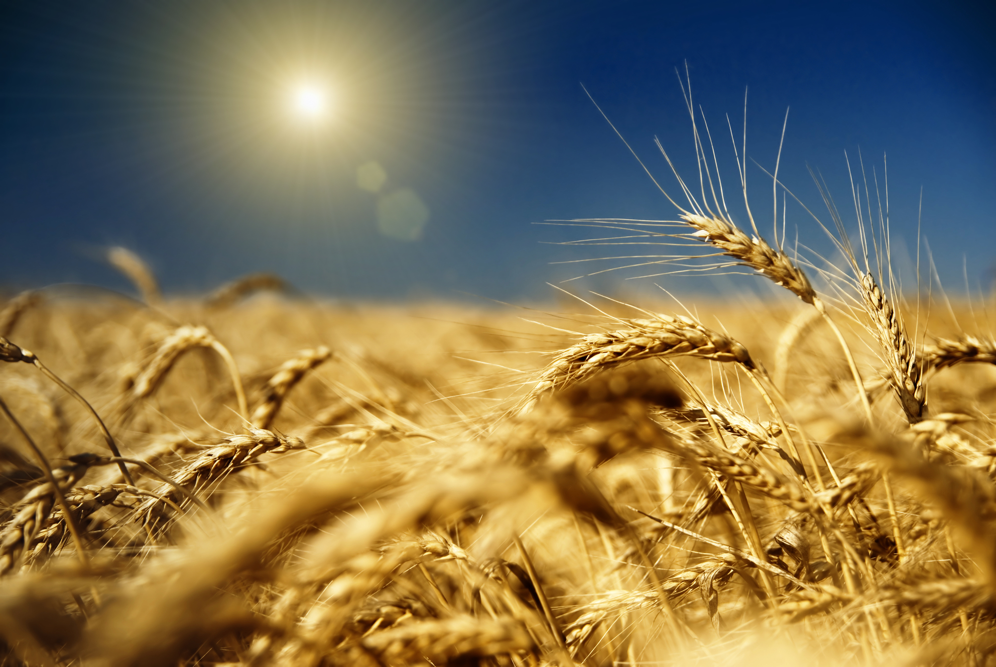 Поле пшеница сельское хозяйство