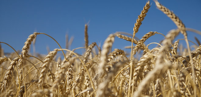 Карантин. Минэкономики и аграрии согласовали объемы экспорта пшеницы - Фото