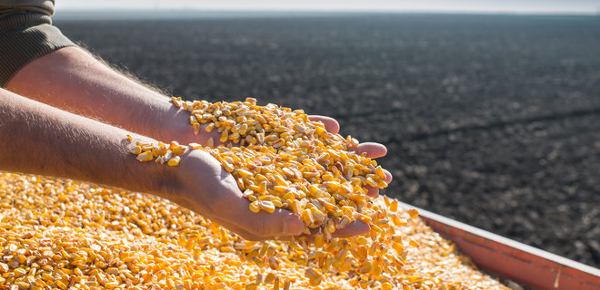 Минэкономики хочет ограничить экспорт кукурузы. В зерновой ассоциации - против - Фото