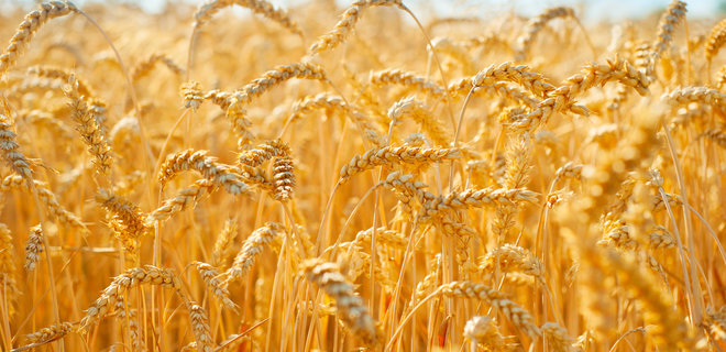 Вперше українські аграрії зберуть більше зернових, ніж за часів СРСР - Фото