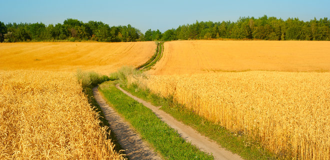 В Украине ожидается рекордный урожай в этом году - Фото