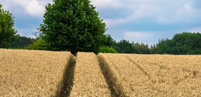 Украинские аграрии намолотили более 76 млн тонн зерна нового урожая. И это рекорд - Фото