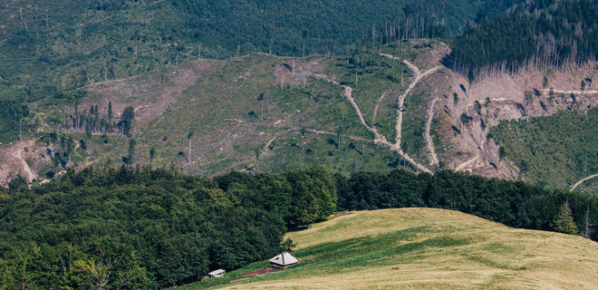 Верховная Рада запретила сплошные вырубки леса в Карпатах - Фото