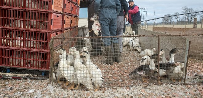Киевскую птицефабрику Бахматюка не продали: победитель аукциона не заплатил - Фото