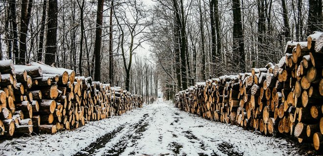 Кабмин запретил экспорт дров из Украины - Фото