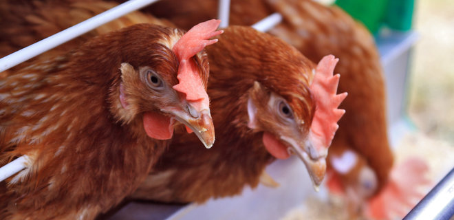 Украина вошла в топ-3 экспортеров мяса птицы в ЕС - Фото