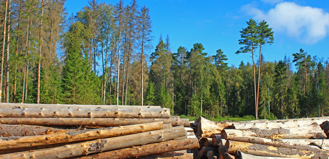 Необработанную древесину начали продавать через Prozorro - Фото