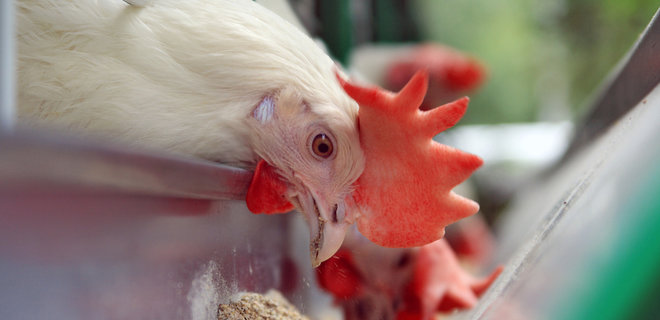 Евросоюз снял запрет на ввоз мяса птицы из Украины - Фото