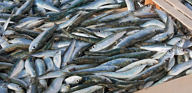 Украина наращивает экспорт рыбы. Назван ТОП-5 стран-покупателей - Фото