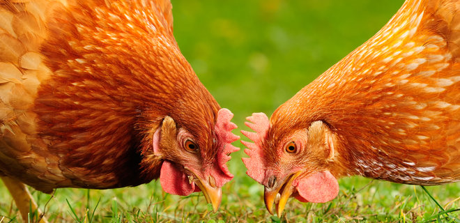 Более 10 стран запретили импорт украинской курятины - Фото
