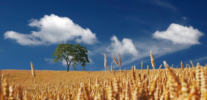Экспорт пшеницы в этом году сократится – прогноз Минэкономики  - Фото