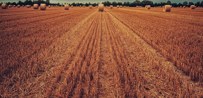 ЕС разрешил экспорт украинских семян зерновых на свои рынки - Фото