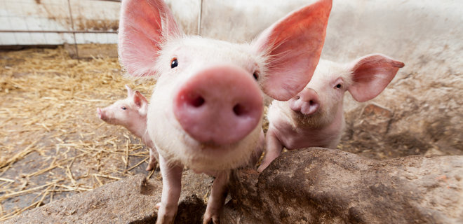 Імпорт свинини в Україну зріс у чотири рази в січні. Звідки завозять і чому так багато - Фото