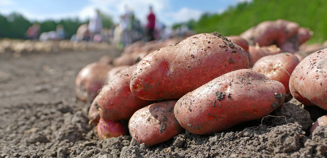 Беларусь прекратила импортировать картофель из Украины. Туда шло 93% украинского экспорта - Фото
