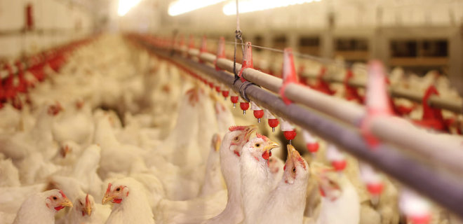 Виробники м'яса птиці попередили про зупинку підприємств через високі ціни на газ - Фото