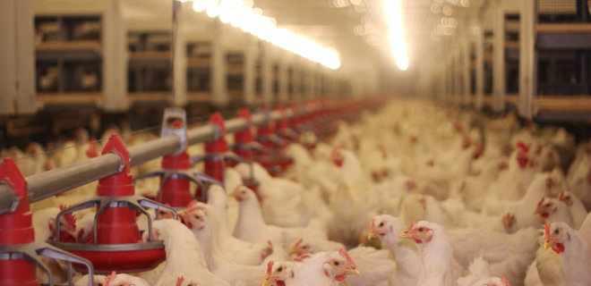 Евросоюз снял последние ограничения на импорт мяса курицы из Украины - Фото