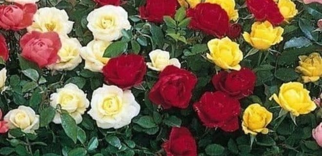 Эксперты рассказали, какие розы самые душистые - Фото