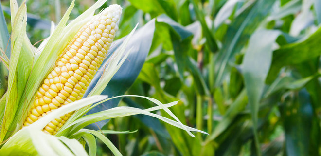 Фермери ЄС змушені переходити на ГМО-корми через блокаду імпорту кукурудзи з України - Фото