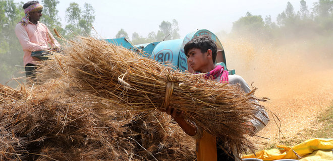 Индия неожиданно запретила экспорт пшеницы - Фото