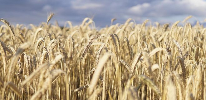 Ринки відреагували на вихід РФ із зернової угоди. Ціни на пшеницю підскочили - Фото