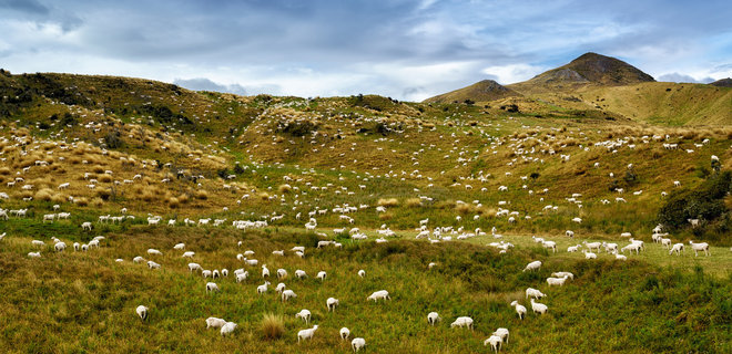 Глобальное потепление. Новая Зеландия готовит налог на парниковые газы от коров и овец - Фото