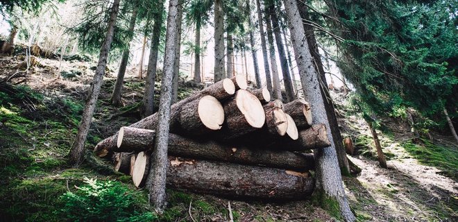 Зеленский ветировал закон, запрещающий реорганизацию лесхозов - Фото