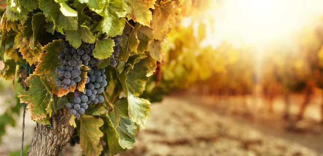 Рада готовит реформу для виноделов: вино разрешат разливать в банки - Фото