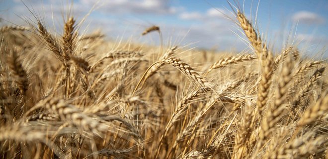 К зерновой инициативе Grain from Ukraine присоединились 43 страны - Фото