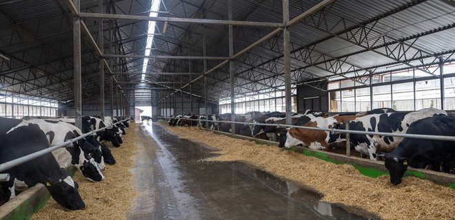 Везли коров под обстрелами: из-под Бахмута эвакуировали крупную молочную ферму — фото - Фото