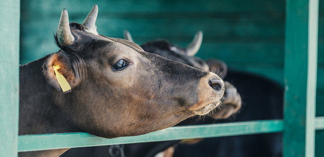 Новая Зеландия добровольно отказалась от экспорта скота: животные страдают в море - Фото