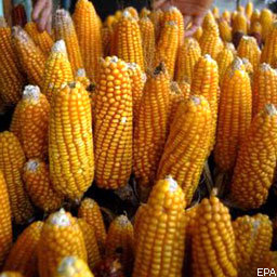 Мировое производство кукурузы сократится