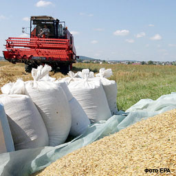 Урожай пшеницы и кукурузы: новые прогнозы