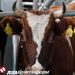 ЕС проверит украинских производителей мяса и молока