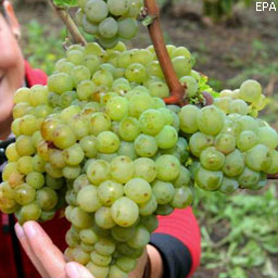 Украине грозит дефицит виноматериалов