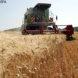 Цены на зерновые продолжат снижаться: мнение эксперта