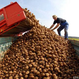 Урожай картофеля в 2010 году может снизиться