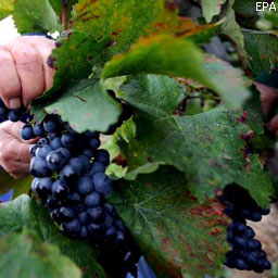 Сбор на развитие виноградарства могут повысить до 1,5%