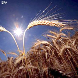 Пшеница подешевела после прогнозов о хорошем урожае в Украине