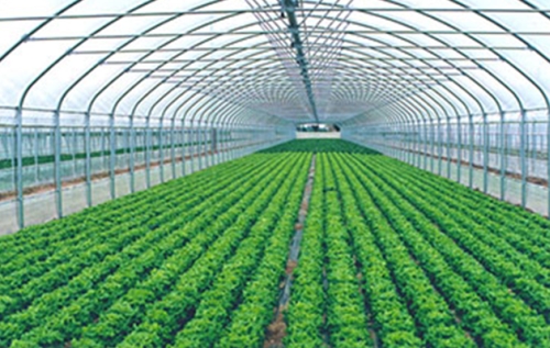Украинская Фруктовая Компания запускает производство высококачественных овощей и зелени